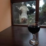 cow Window cow Window